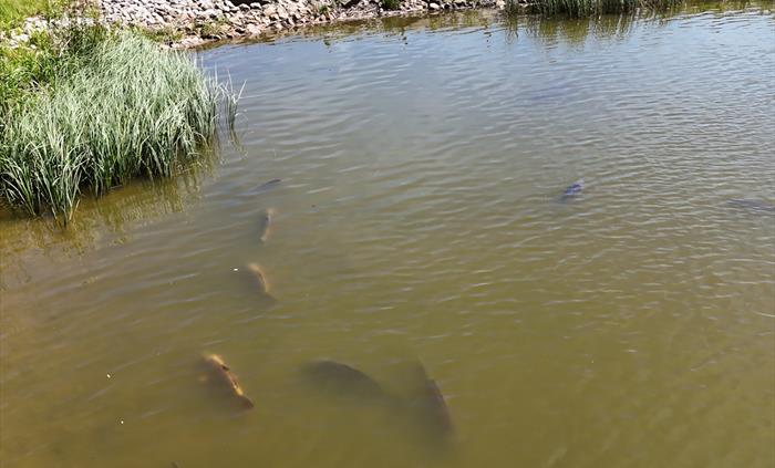 Gweryd Lakes Fishery